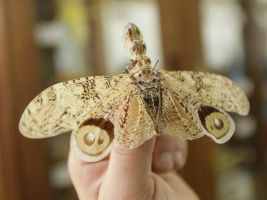 Curiosos insectos alberga la capital de Honduras