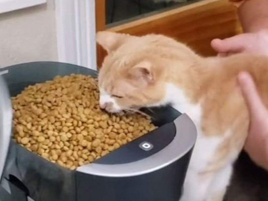 Incluso el felino está dispuesto a sacar las uñas y los colmillos con tal de hacerse con un poco de comida. Foto: Tiktok.