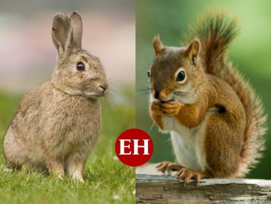 ¿Qué animal te representa según el horóscopo maya?&nbsp;&nbsp;