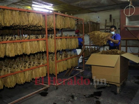 ¿Cómo se elabora el tabaco hondureño, reconocido entre los mejores a nivel mundial?