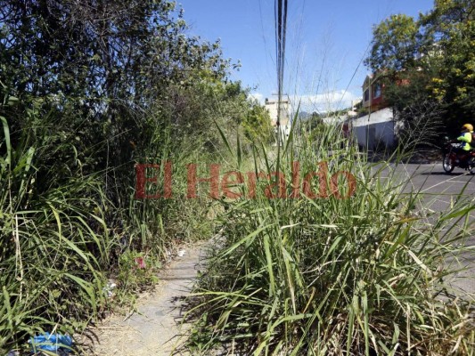 Maleza impide la libre circulación de peatones en la colonia Lomas del Guijarro en la capital
