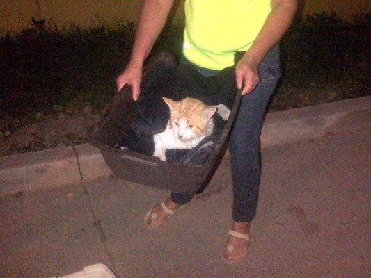 Denuncian masivo envenenamiento de gatos en la capital
