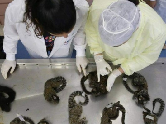 Matanzas de monos en Rio de Janeiro por temor a la fiebre amarilla&nbsp;&nbsp;