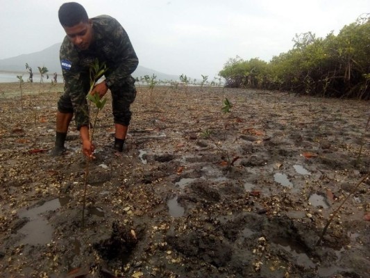 El mangle, el tesoro más preciado del Pacífico