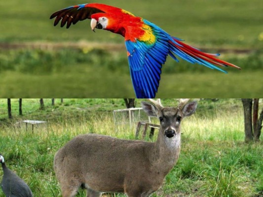 Bajo amenaza la guara roja y el venado cola blanca en Honduras