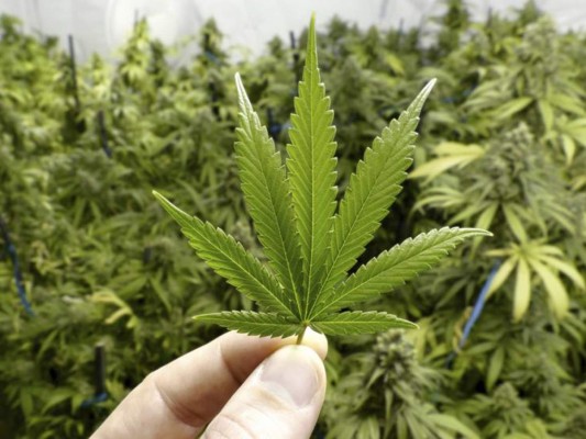 Canadá legaliza la marihuana, los clientes celebran y los mercados esperan
