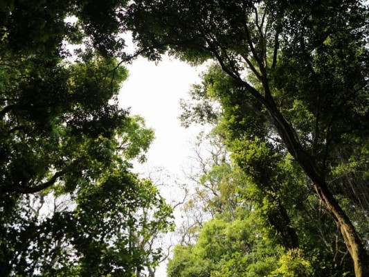 Fotos: Así es la belleza natural del Parque Arqueológico Los Naranjos