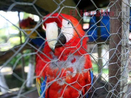 Fiscalía inspecciona instalaciones del zoológico Joya Grande  