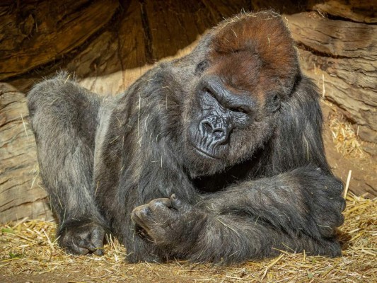 San Diego Zoo: Gorilas dan positivo al coronavirus