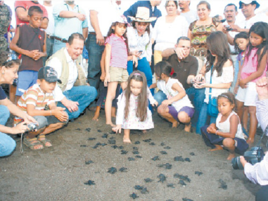 Honduras: Más de 44 mil tortugas serán liberadas
