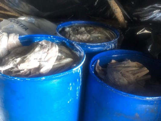 Decomisan cargamento de tiburón martillo en Gracias a Dios