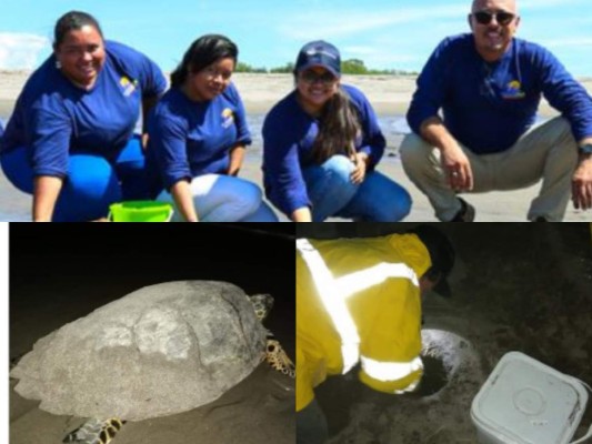 La recolección de huevos de tortuga es una actividad de conservación de la especie que se realiza cada año en Marcovia, Choluteca.