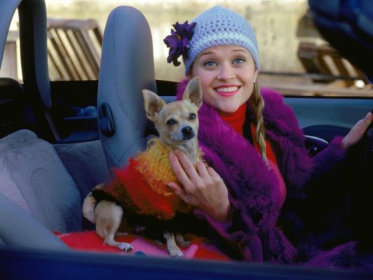 Muere Bruce, el chihuahua de 'Legalmente rubia”