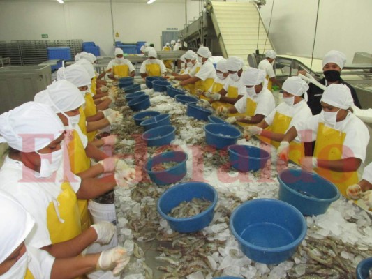 Honduras pedirá a México quitar bloqueo al camarón por ilegal