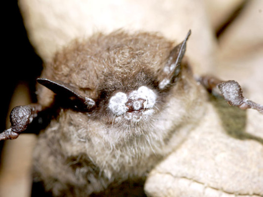 Hongo que mata murciélagos en Norteamérica provino de Europa