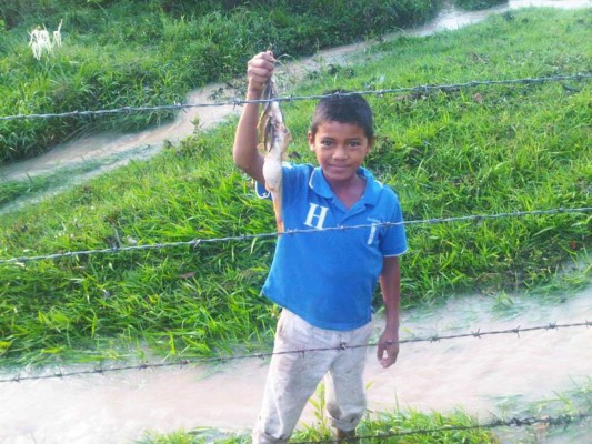 Cae 'lluvia de peces' en Yoro