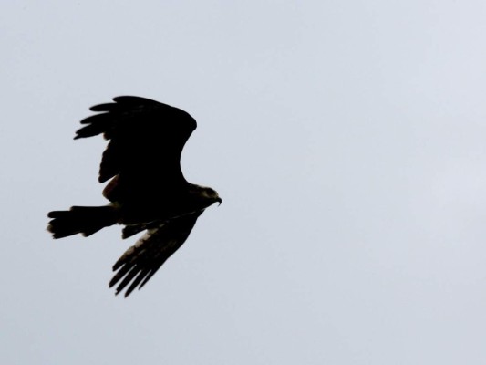 Lago Fest: un paraíso para senderismo, kayak y avistamiento de aves