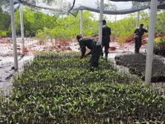 El mangle, el tesoro más preciado del Pacífico