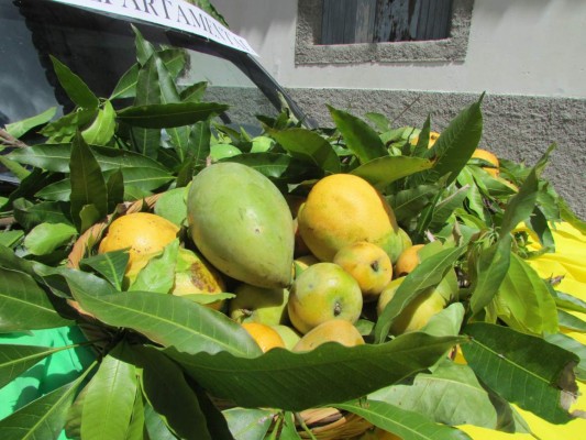 Así se celebró el Festival del Mango y el Mamey en Yuscarán