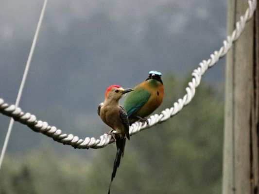 FOTOS: Exóticas y coloridas, así son las aves que se observan en Comayagua