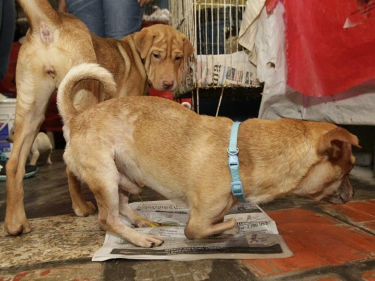 Unos 13,000 perros vagan en las calles de la capital de Honduras