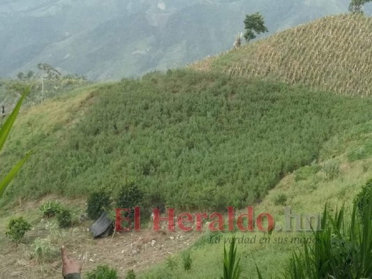 Destruyen plantación de marihuana más grande localizada en Honduras