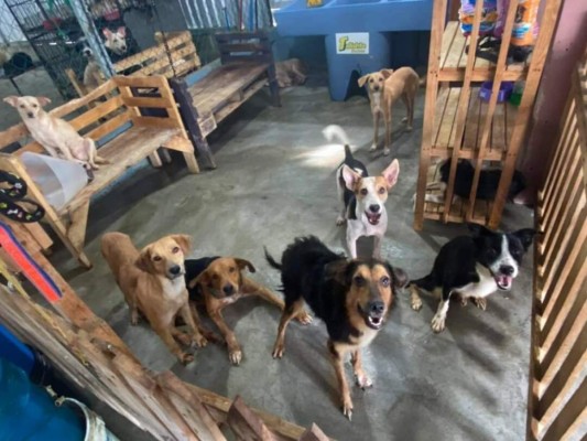 Gracias a solidaridad de hondureños, refugio Amor y Abrigo continuará operando