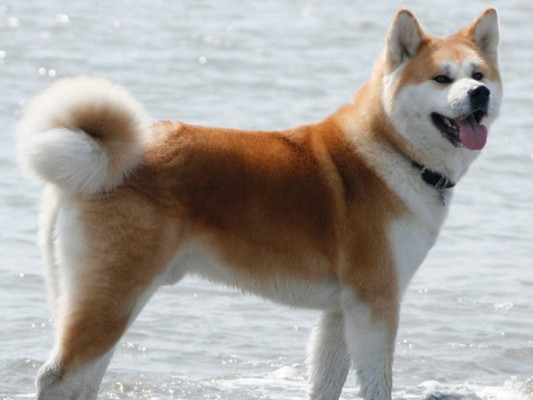 Las 10 razas de perros más caras del mundo