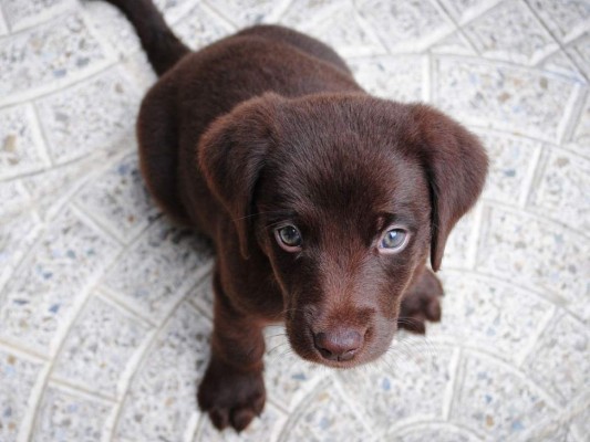 Indignante: Jóvenes en Inglaterra matan a perro por divertirse