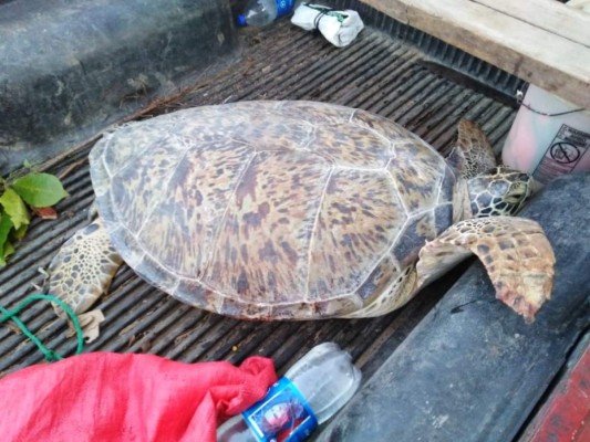 Cae hombre que llevaba una tortuga en peligro de extinción en la paila de un carro en Colón