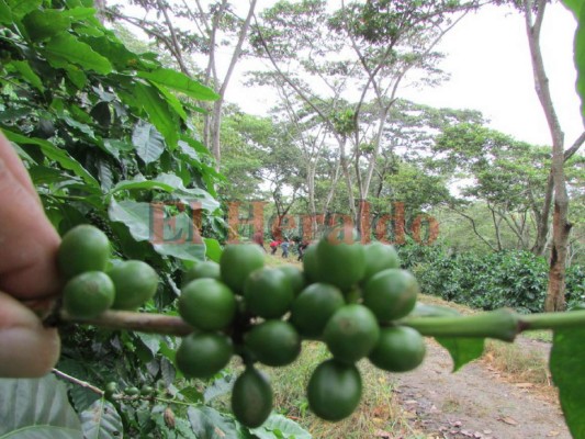 Envío de café de Honduras sube 6%, pero cae 11% el ingreso de divisas