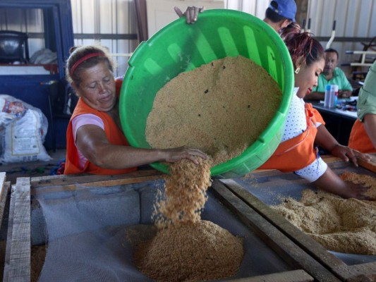 Un 60 por ciento en avance de alfombras de Tegucigalpa