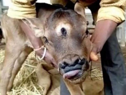 Considerado un dios: Ternero con tres ojos nació en la India&nbsp;&nbsp;