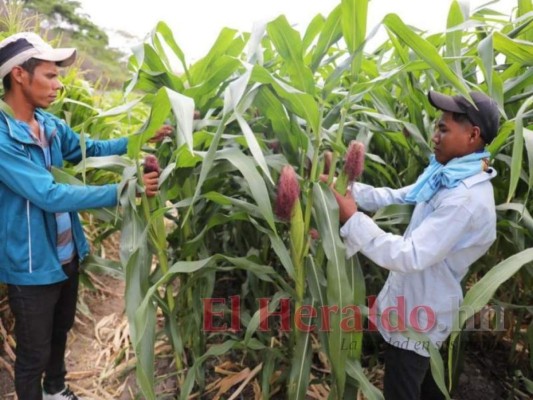 Preocupación: advierten lluvias por debajo del promedio en junio