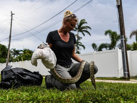 FOTOS: Hombre en EEUU hace mascarillas con piel de iguanas y serpientes pitón