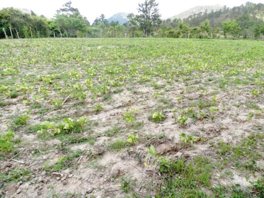 Centroamérica definirá estrategia contra sequía