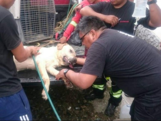 Perro bombero en Ecuador ayudó a salvar siete vidas humanas, antes de perder la suya
