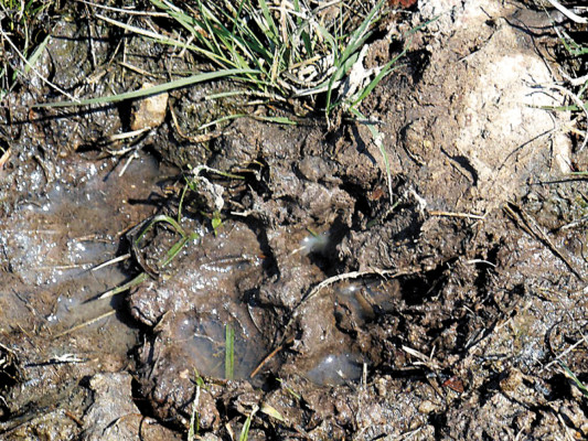 Extraño depredador ataca otro rebaño