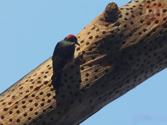 20 fotos de animales en el zoológico de Tegucigalpa que te cambiarán el día
