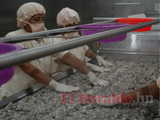 Camaroneros prevén exportar este año 70 millones de libras