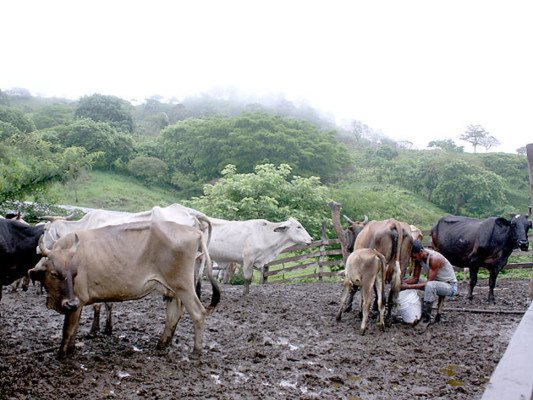Utilizarán excremento de vacas para obtener energía renovable
