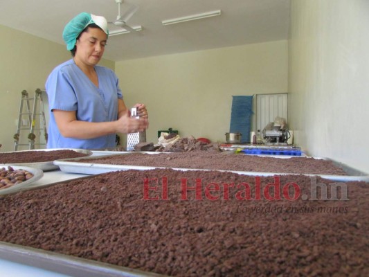 Cultivo de cacao atrae a caficultores de El Paraíso