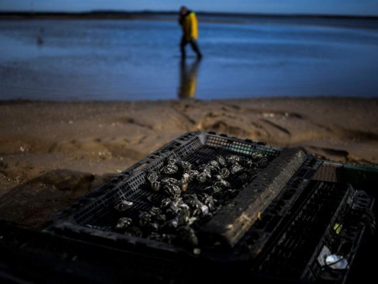 Las ostras se muestran en una canasta en el criadero de ostras Exporsado SA en el estuario del Sado en Setúbal el 15 de diciembre de 2020. Foto: AFP