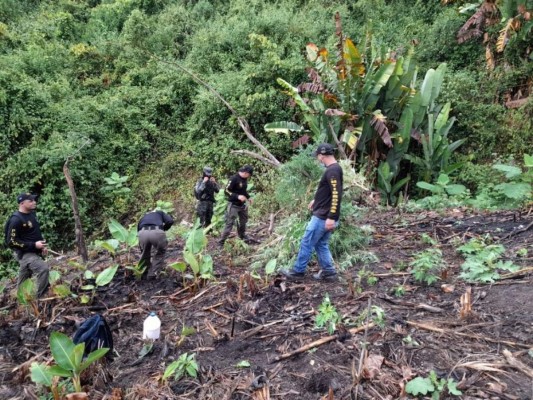 Aseguran plantación de marihuana y narcolaboratorio en Colón