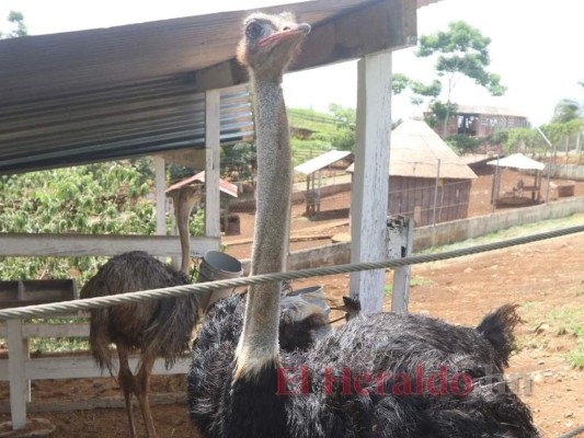 Fiscalía inspecciona instalaciones del zoológico Joya Grande  