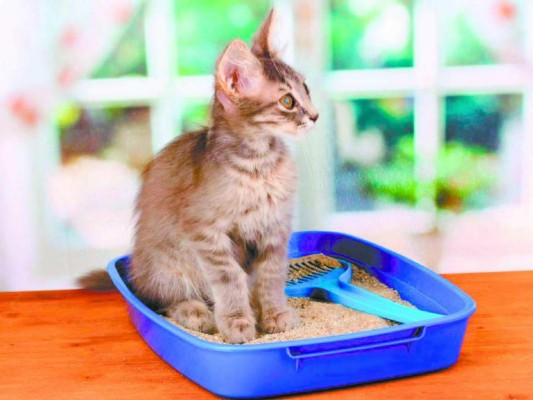 Vídeo: Un gato ruso con 'rostro humano' sorprende en redes sociales