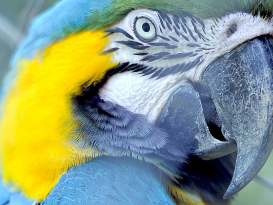 Tráfico de animales salvajes, un comercio más que lucrativo