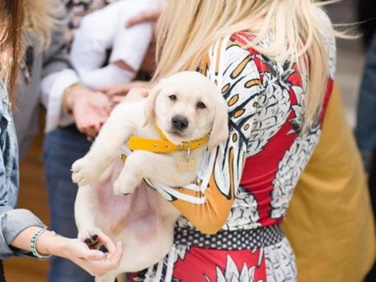 Bailey, el perro influencer de Argentina&nbsp;