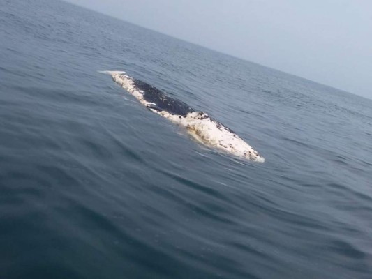 La muerte del cetáceo fue reportada por un pescador. | Foto: cortesía.