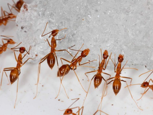 Erradican a hormiga que mataba aves en atolón del Pacífico